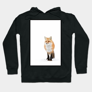 Red fox pose - Algonquin Park Hoodie